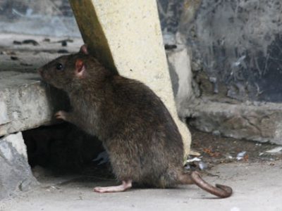 Chuột: Sát thủ số 1 của máy cắt decal