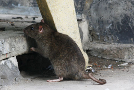 Chuột: Sát thủ số 1 của máy cắt decal